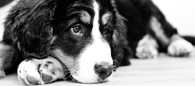 Hundefoto hundefotoshooting hundeportrait